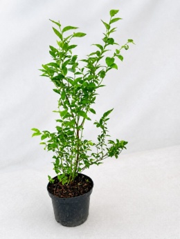 Borówka amerykańska DARROW | 3-letnia | Doniczka 1,5 Litra | 50cm