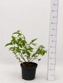 Borówka amerykańska DUKE | 2 letnia | Doniczka 1,5 Litra | 45cm