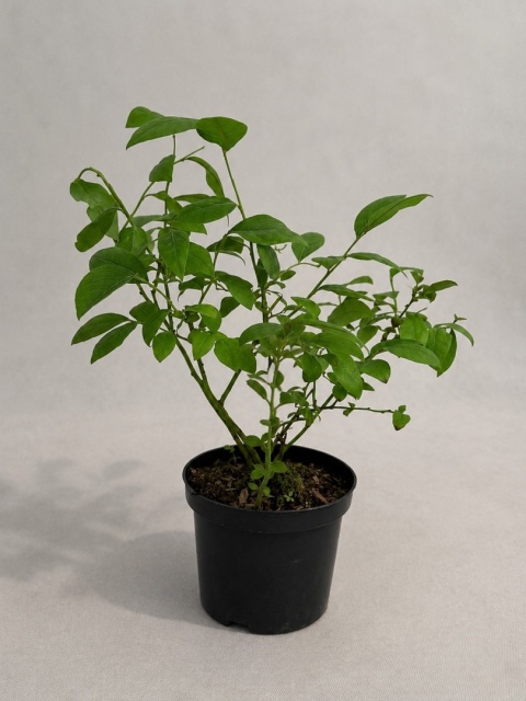 Borówka amerykańska DUKE | 2 letnia | Doniczka 1,5 Litra | 45cm