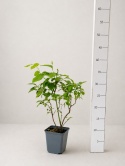 Borówka amerykańska DUKE | 2 letnia | Doniczka P9 0,5 Litra | 30cm