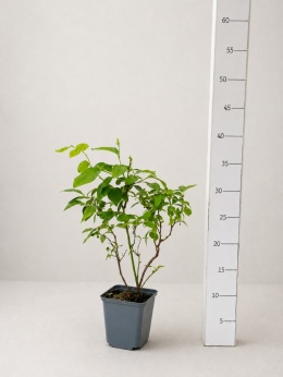 Borówka amerykańska DUKE | 2 letnia | Doniczka P9 0,5 Litra | 30cm