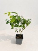 Borówka amerykańska DUKE | 2 letnia | Doniczka P9 0,5 Litra | 30cm