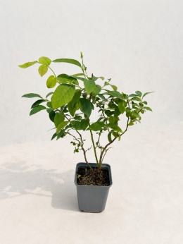 Borówka amerykańska DUKE | 2 letnia | Doniczka P9 0,5 Litra | 30cm