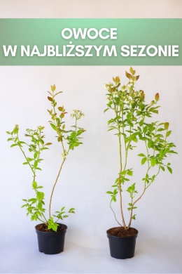 Borówka amerykańska DUKE | 3 letnia | Doniczka 1,5 Litra | 60cm