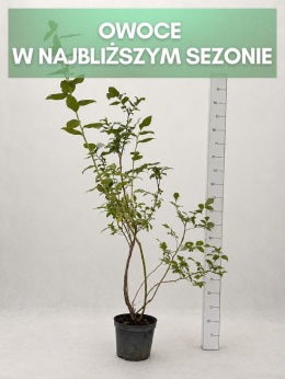 Borówka amerykańska DUKE | 3 letnia | Doniczka 1,5 Litra | 60cm