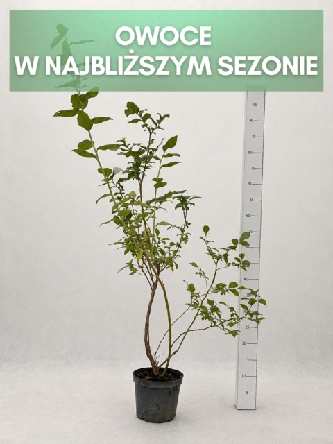 Borówka amerykańska DUKE | 3 letnia | Doniczka 1,5 Litra | 60cm