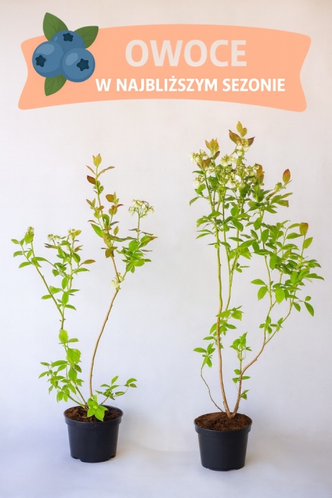 Borówka amerykańska DUKE | 3 letnia | Doniczka 1,5 Litra | 60cm