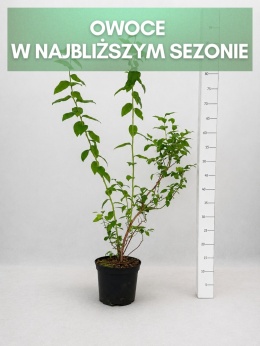 Borówka amerykańska DUKE | 3 letnia | Doniczka 2 Litry | 70cm