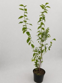Borówka amerykańska DUKE | 3 letnia | Doniczka 2 Litry | 70cm