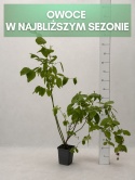 Borówka amerykańska DUKE | 3 letnia | Doniczka P9 0,5 Litra | 45cm
