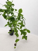 Borówka amerykańska DUKE | 3 letnia | Doniczka P9 0,5 Litra | 45cm