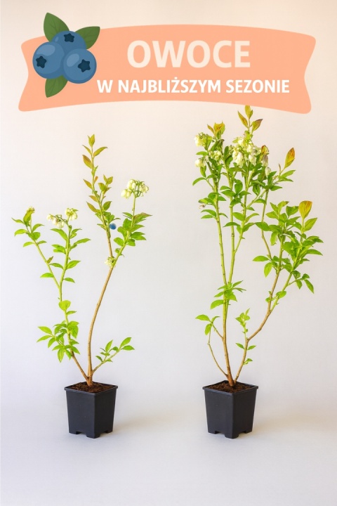 Borówka amerykańska DUKE | 3 letnia | Doniczka P9 0,5 Litra | 45cm