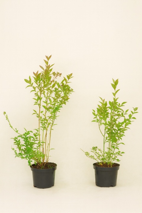 Borówka amerykańska EARLIBLUE | 2 letnia | Doniczka 1,5 Litra | 45cm