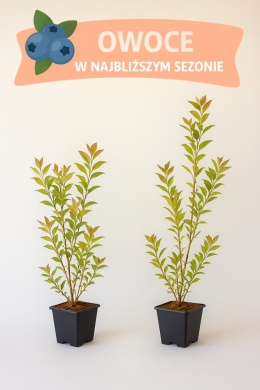 Borówka amerykańska EARLIBLUE | 3 letnia | Doniczka P9 0,5 Litra | 45cm