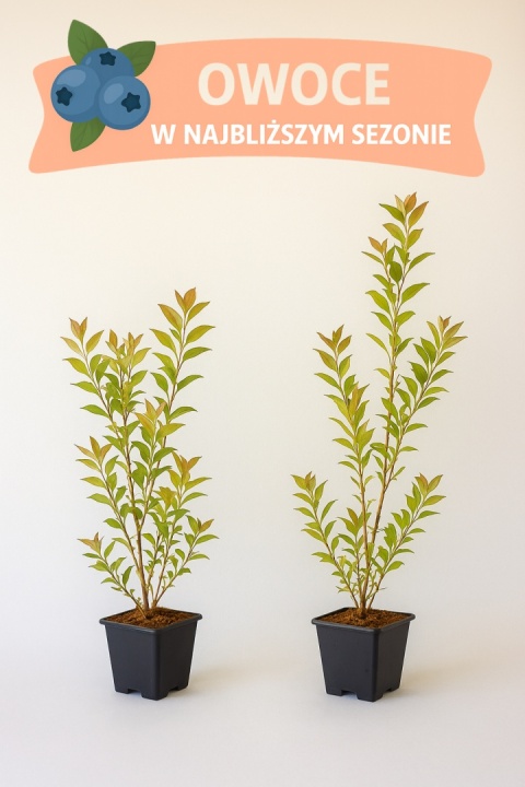 Borówka amerykańska EARLIBLUE | 3 letnia | Doniczka P9 0,5 Litra | 45cm