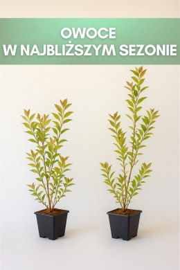 Borówka amerykańska EARLIBLUE | 3 letnia | Doniczka P9 0,5 Litra | 45cm