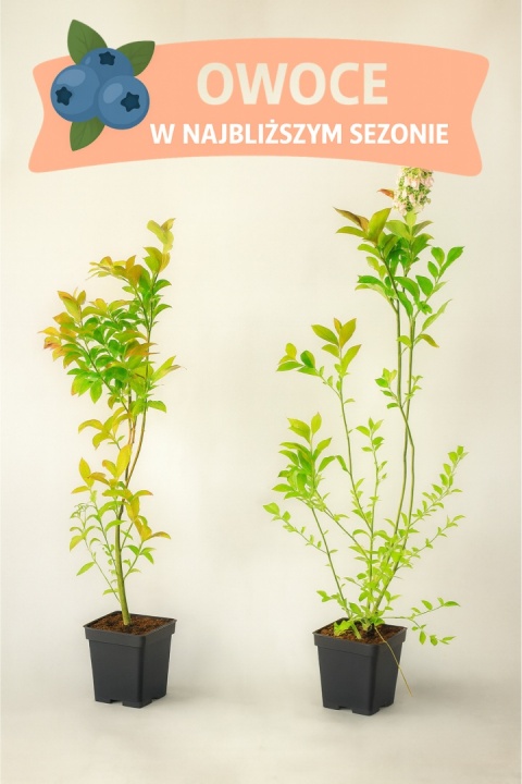 Borówka amerykańska ELIOT | 3-letnia | Doniczka P9 0,5 Litra | 45cm