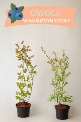 Borówka amerykańska ELIOT | 3-letnia | Doniczka 2 Litry | 70cm