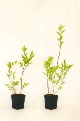 Borówka amerykańska NELSON | 2-letnia | Doniczka P9 0,5 Litra | 30cm