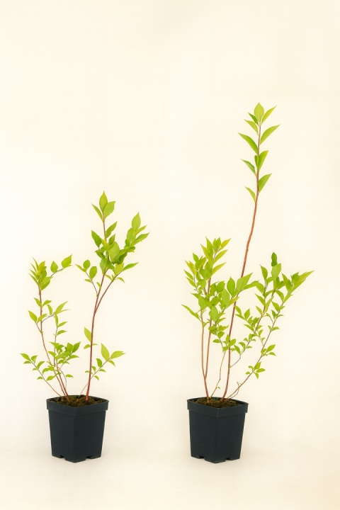 Borówka amerykańska NELSON | 2-letnia | Doniczka P9 0,5 Litra | 30cm