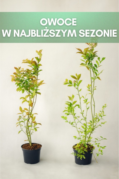 Borówka amerykańska NELSON | 3-letnia | Doniczka 1,5 Litra | 60cm
