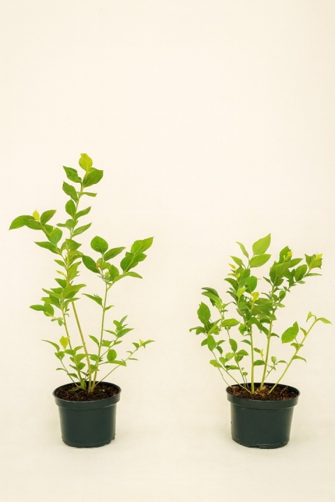 Borówka amerykańska PATRIOT | 2 letnia | Doniczka 1,5 Litra | 45cm