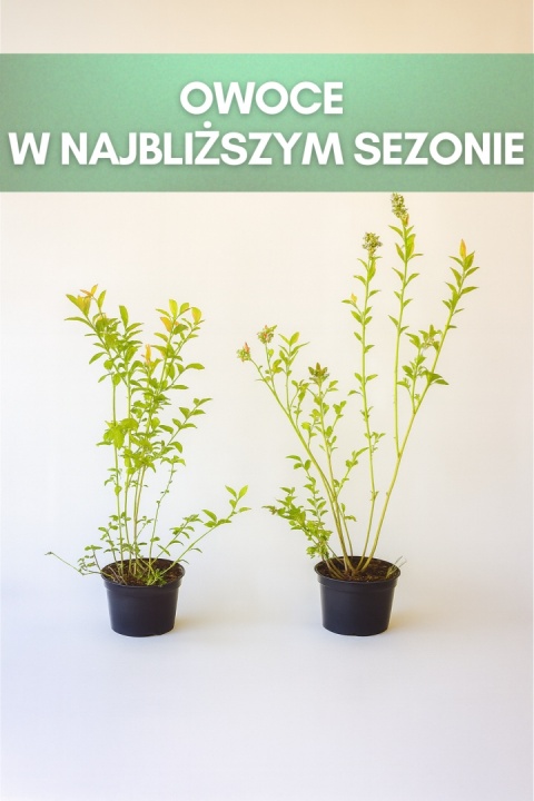 Borówka amerykańska PATRIOT | 3 letnia | Doniczka 1,5 Litra | 60cm