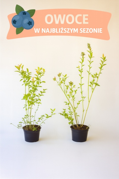 Borówka amerykańska PATRIOT | 3 letnia | Doniczka 2 Litry | 70cm