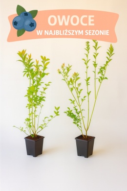 Borówka amerykańska PATRIOT | 3 letnia | Doniczka P9 0,5 Litra | 45cm