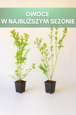 Borówka amerykańska PATRIOT | 3 letnia | Doniczka P9 0,5 Litra | 45cm