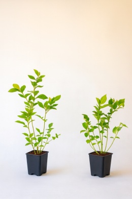 Borówka amerykańska BLUECROP | 2-letnia | Doniczka P9 0,5 Litra | 30cm