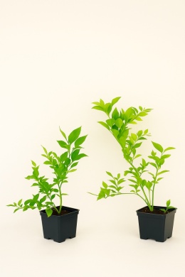 Borówka amerykańska SPARTAN | 2 letnia | Doniczka P9 0,5 Litra | 30cm