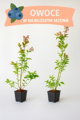 Borówka amerykańska SPARTAN | 3 letnia | Doniczka P9 0,5 Litra | 45cm