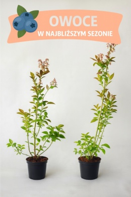 Borówka amerykańska SPARTAN | 3 letnia | Doniczka 2 Litry | 70cm