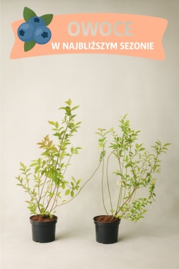 Borówka amerykańska TORO | 3-letnia | Doniczka 1,5 Litra | 60cm