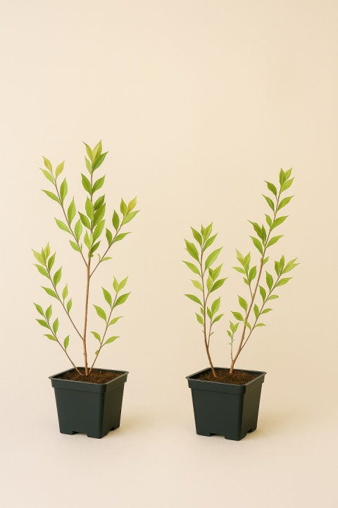 Borówka amerykańska TORO | 2-letnia | Doniczka P9 0,5 Litra | 30cm