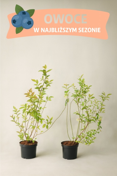 Borówka amerykańska TORO | 3-letnia | Doniczka 2 Litry | 70cm