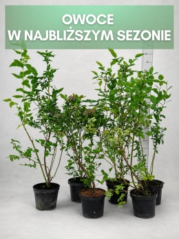 Borówki cały sezon! 2x DUKE, 2x BLUECROP, 2x CHANDLER | 3-Letnie | 1,5 Litra | 60 cm