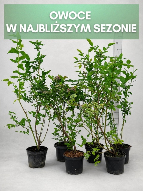 Borówki cały sezon! 2x DUKE, 2x BLUECROP, 2x CHANDLER | 3-Letnie | 1,5 Litra | 60 cm