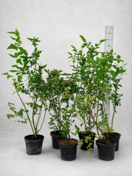 Borówki cały sezon! 2x DUKE, 2x BLUECROP, 2x CHANDLER | 3-Letnie | 1,5 Litra | 60 cm