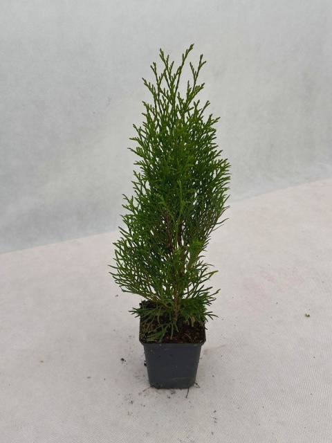 Tuja zachodnia SZMARAGD | 2-letnia | Doniczka P9 0,5 Litra | 40-45 cm