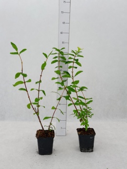 Zestaw Jagoda Kamczacka 1x Aurora 1x Honeybee | 2-Letnie | P9 0,5 Litra | 40 cm