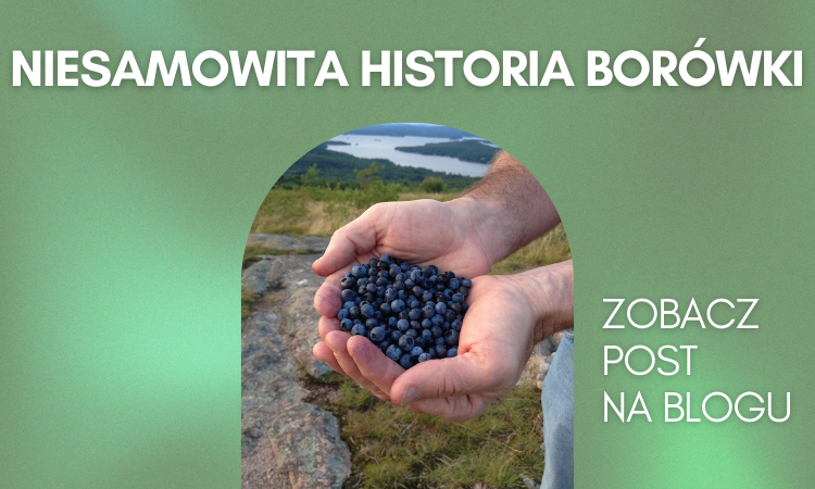 Historia borówki, niezwykła roślina i właściwości, o których mało kto wie.